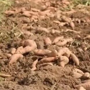 进乡村助农、入食堂增享——栖霞市翠屏街道一颗红薯的暖心之旅