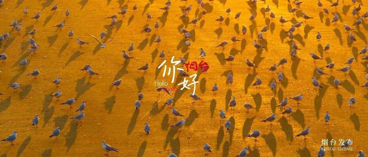 【你好 烟台】晨光里的“鸥鸥派对”