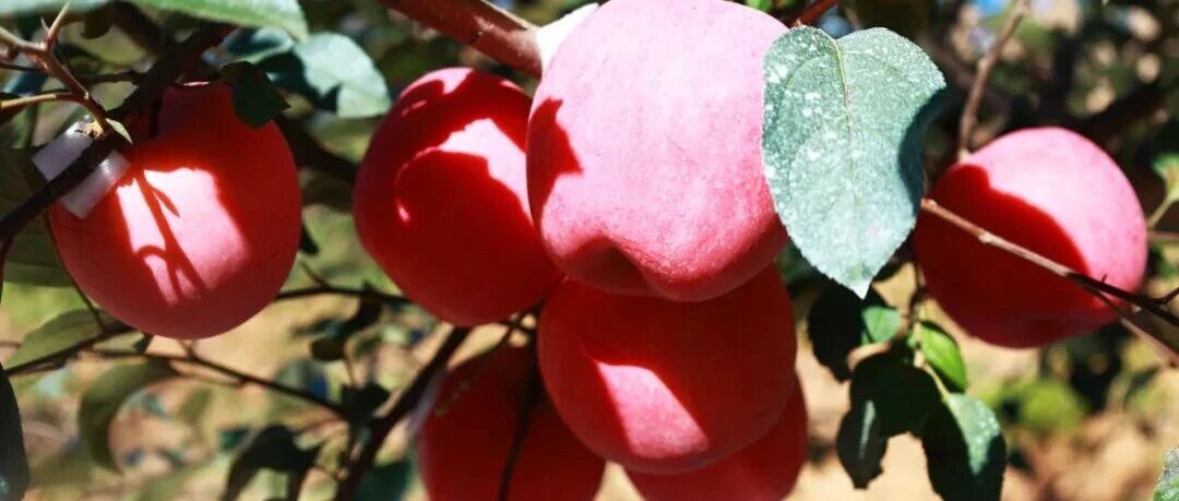 一手种苹果，一手传非遗！这个村把“土资源”玩出了新花样