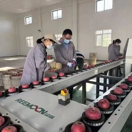 又一苹果深加工项目投产，栖霞“智造”NFC果汁香飘四方