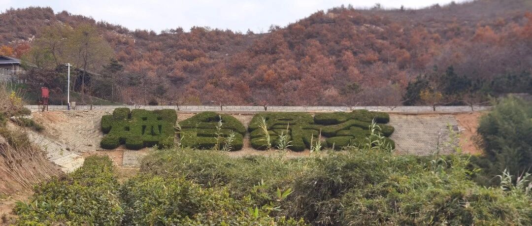 一片“绿叶”的守护：知识产权为“烟台味道”注入新生