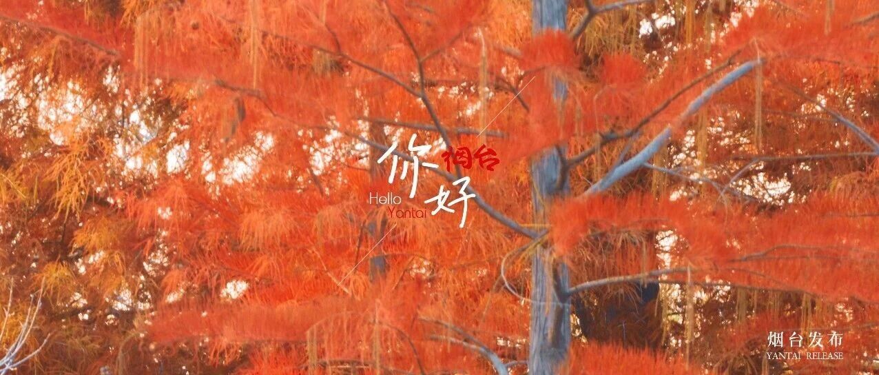 【你好 烟台】快冲！这片「顶流火焰」，再不看就等明年了