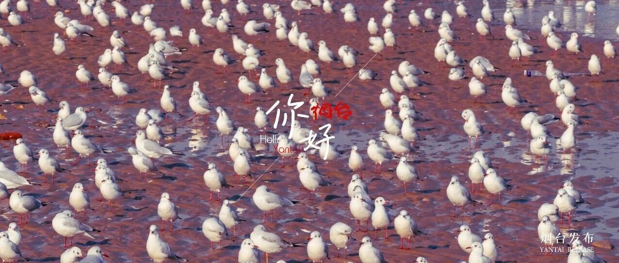 【你好 烟台】鸥！来了！