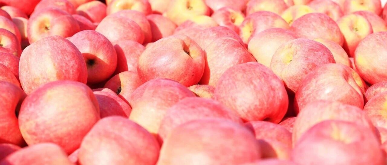 老果园“逆龄生长”！看这个村如何用科技重塑1600亩果园