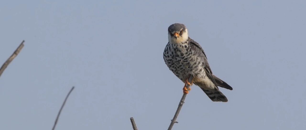 11571公里！山东长岛环志红脚隼跨洲远征 科技寻踪解锁迁徙密码