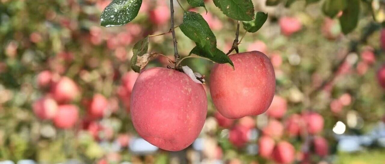 栖霞苹果下江南  千里之外 “脆甜香”