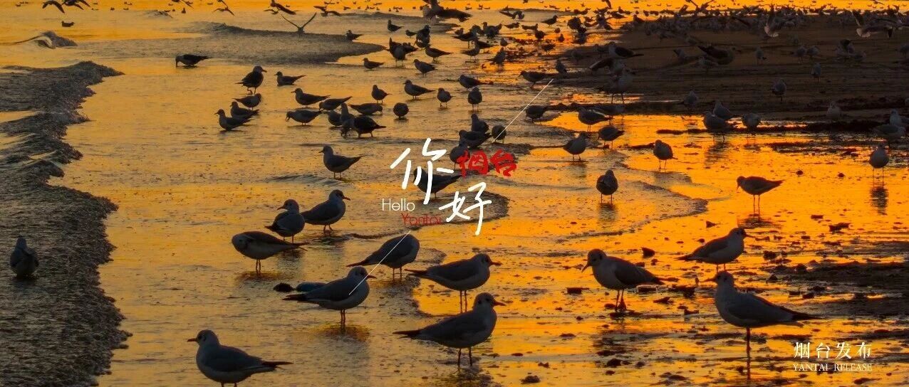 【你好 烟台】嗨！“鸥”来烟台见你了！