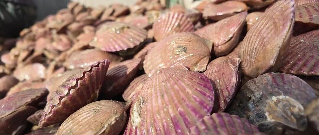 北纬37°的“鲜甜丰收”：芝罘岛扇贝产量翻番，品质效益双提升