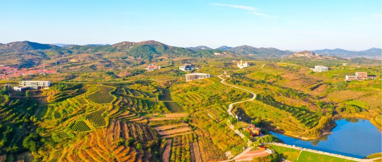 非凡“十四五”｜莱山区农业农村局：田畴织锦绣，沃野谱新篇