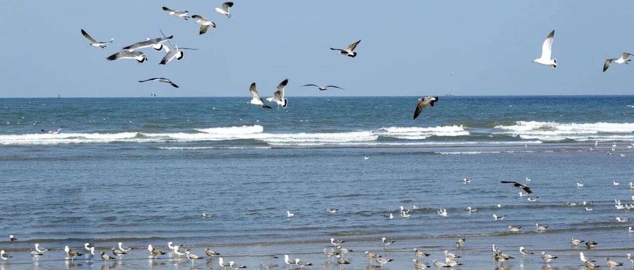 冬日限定浪漫！辛安河海滨海鸥成群，快来打卡“鸥”遇