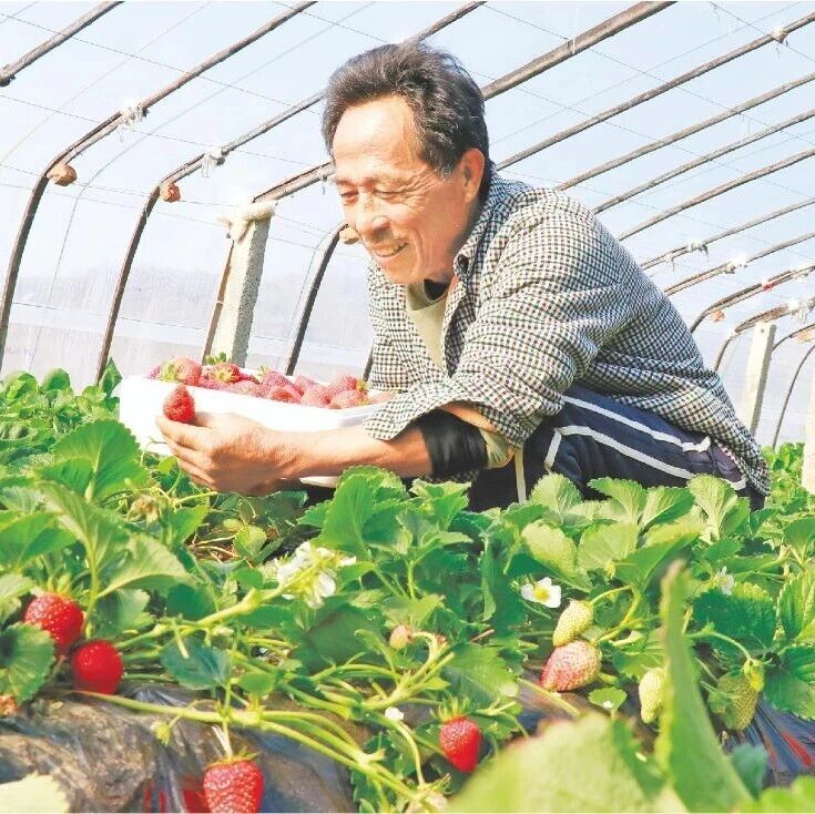莱阳:“五彩”小草莓铺就致富路