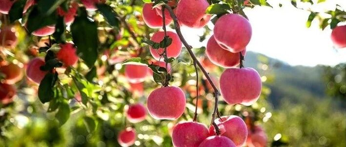 全链升级 品牌领跑|栖霞市苹果产业高质量发展交出年度厚重“答卷”