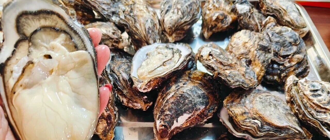 全国牡蛎养殖户齐聚海阳　科技赋能让鲜甜牡蛎丰盈“海上粮仓”