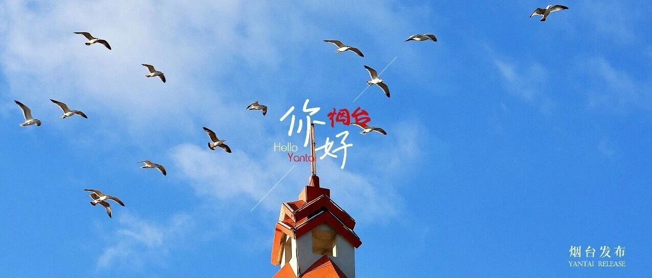 【你好 烟台】“鸥”耶！烟台这里浪漫浓度满格