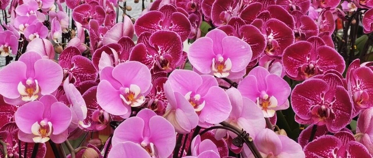 6万株蝴蝶兰竞相绽放！福山冬日浪漫加载中→