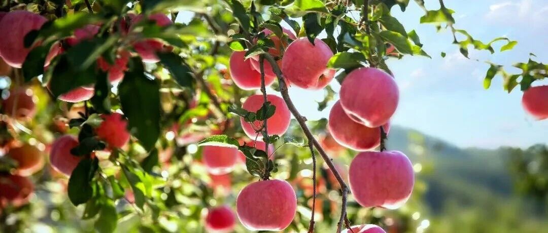 《烟台日报》：栖霞苹果迈上系统升级新赛道