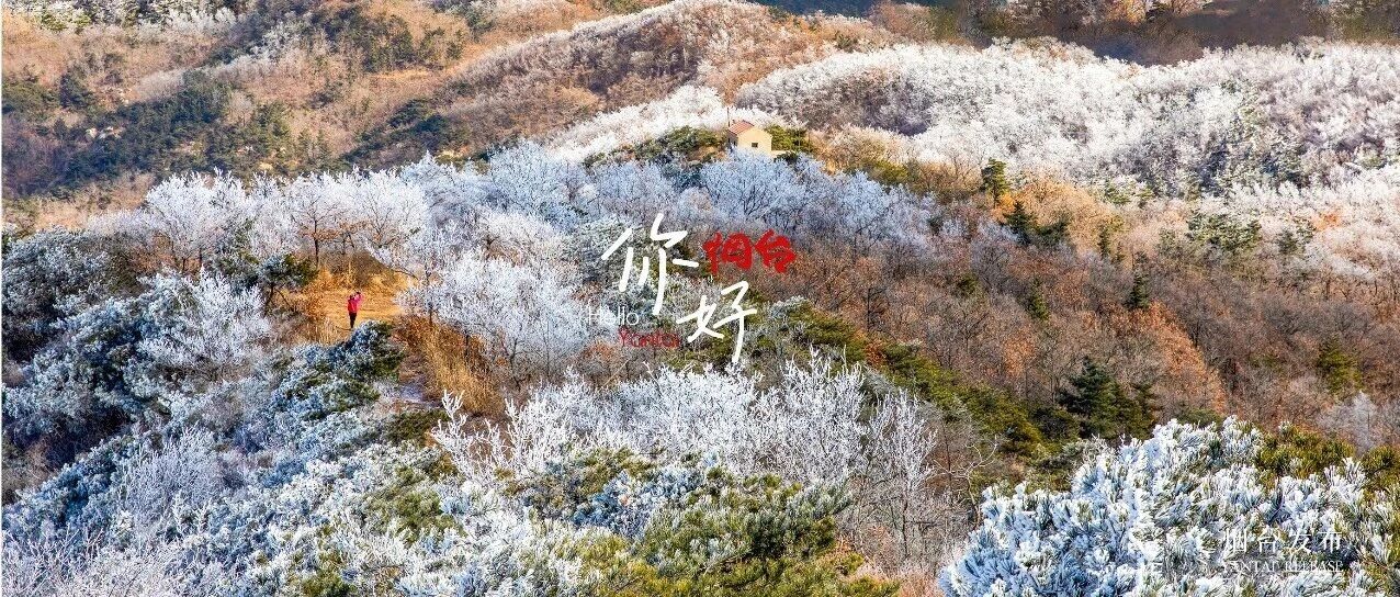 【你好 烟台】满山“琼花”开