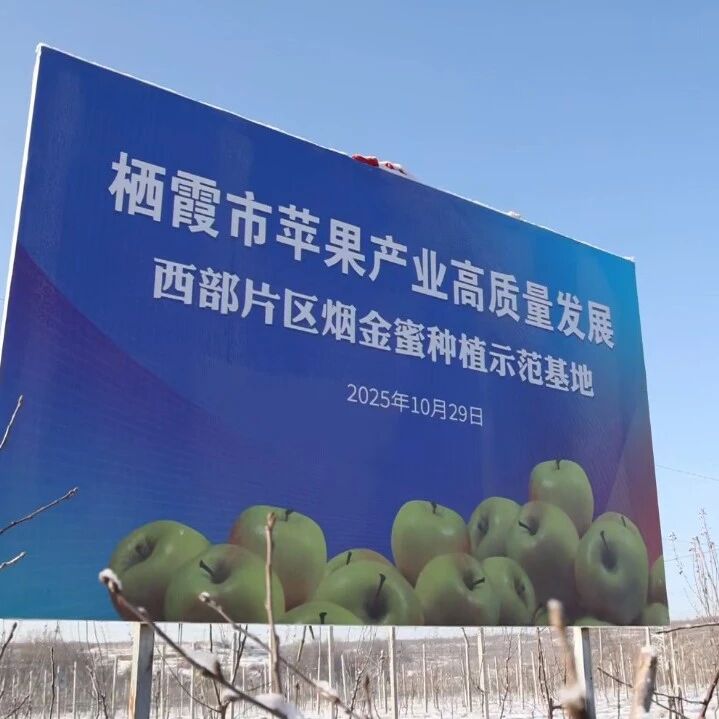 “烟金蜜”结出致富果——栖霞市探索高端果品运营新模式