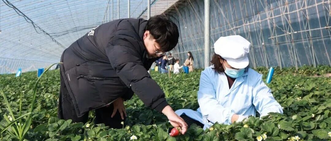 新春走基层 | 一颗草莓的“出海”记——栖霞返乡青年于贞贞的“莓”好事业