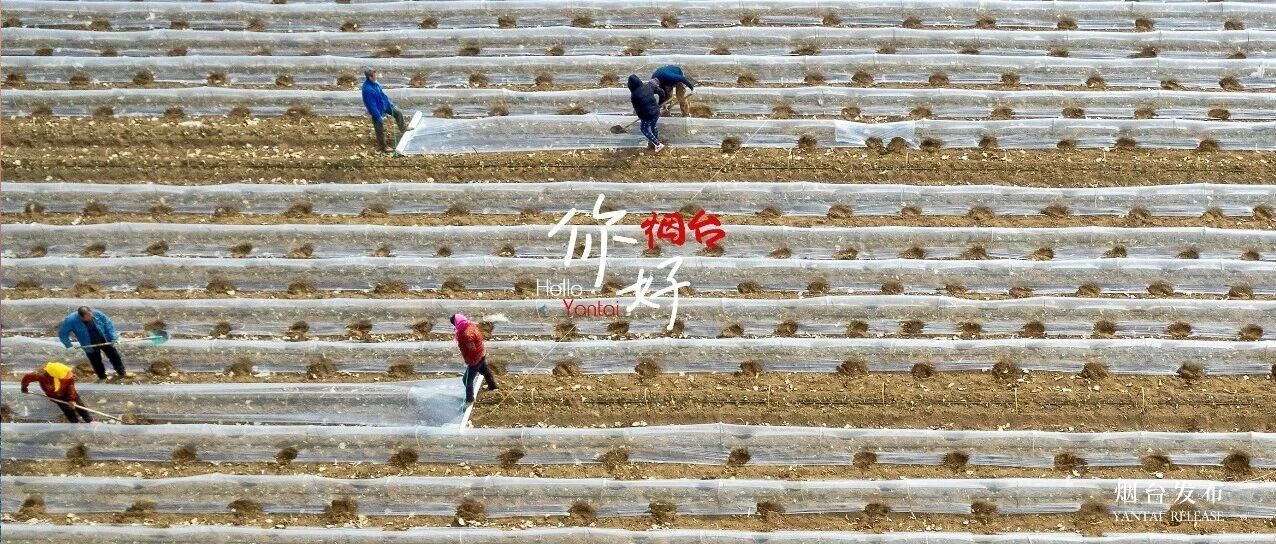 【你好 烟台】春忙进行时！不误农时不负春