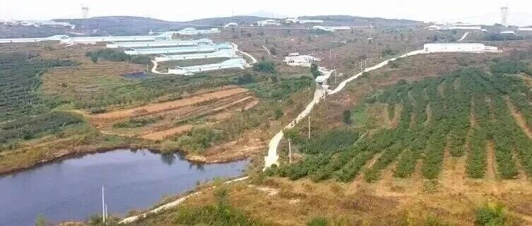 春到海阳市小纪镇李家疃：200亩新玉梨奏响致富曲