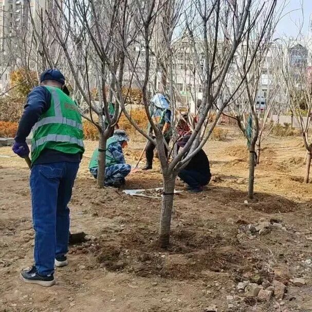 春风护绿正当时 招远市园林建设养护中心匠心养护筑美景
