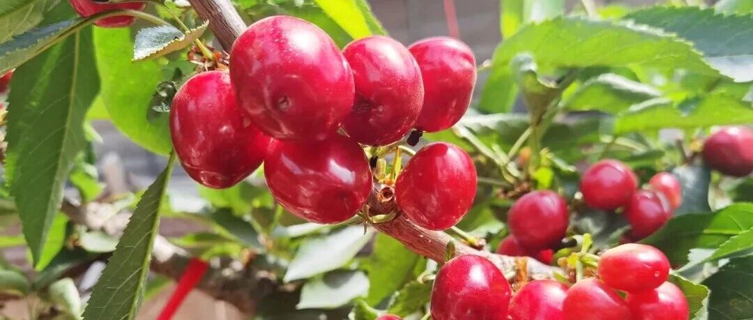 芝罘甜蜜预警！大棚樱桃批量上市，美早红透枝头，佳红静待登场～