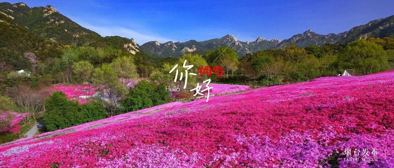 【你好 烟台】是心动呀！烟台这里已成为粉色花海