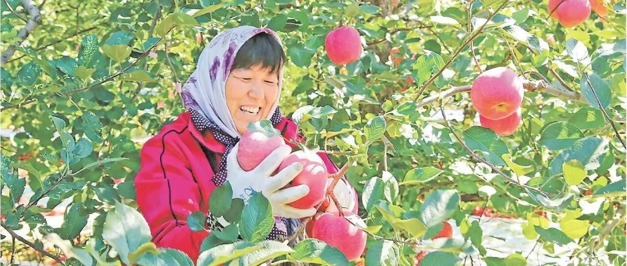 媒体看栖霞｜大众日报：栖霞苹果，何以领跑？
