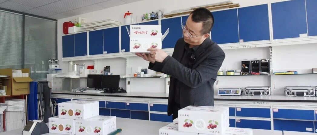 不用冰！烟台大樱桃靠这个箱子新鲜到家
