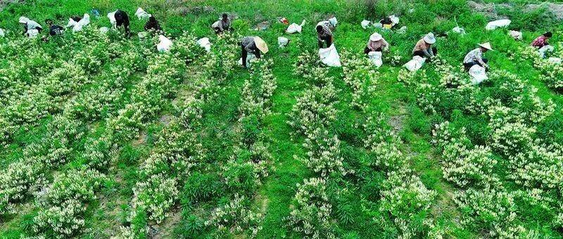 招远市玲珑镇金银花喜获丰收 村民增收渠道持续拓宽