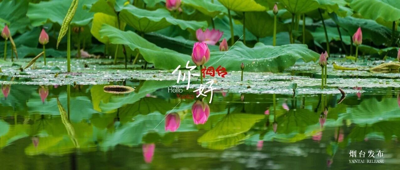 【你好 烟台】一池荷花，解锁烟台夏日美学