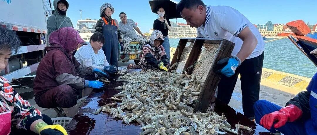 开海啦|来长岛，海鲜种类多到挑花眼，实现“海鲜自由”